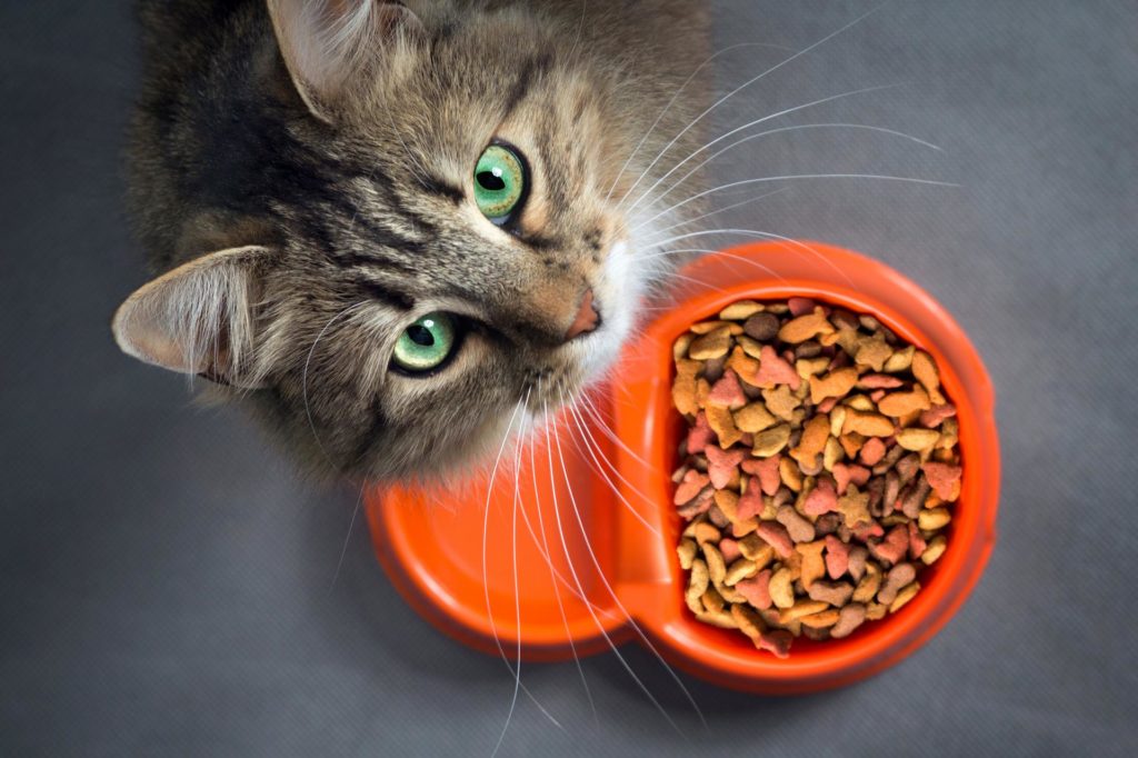 comida seca para gatos